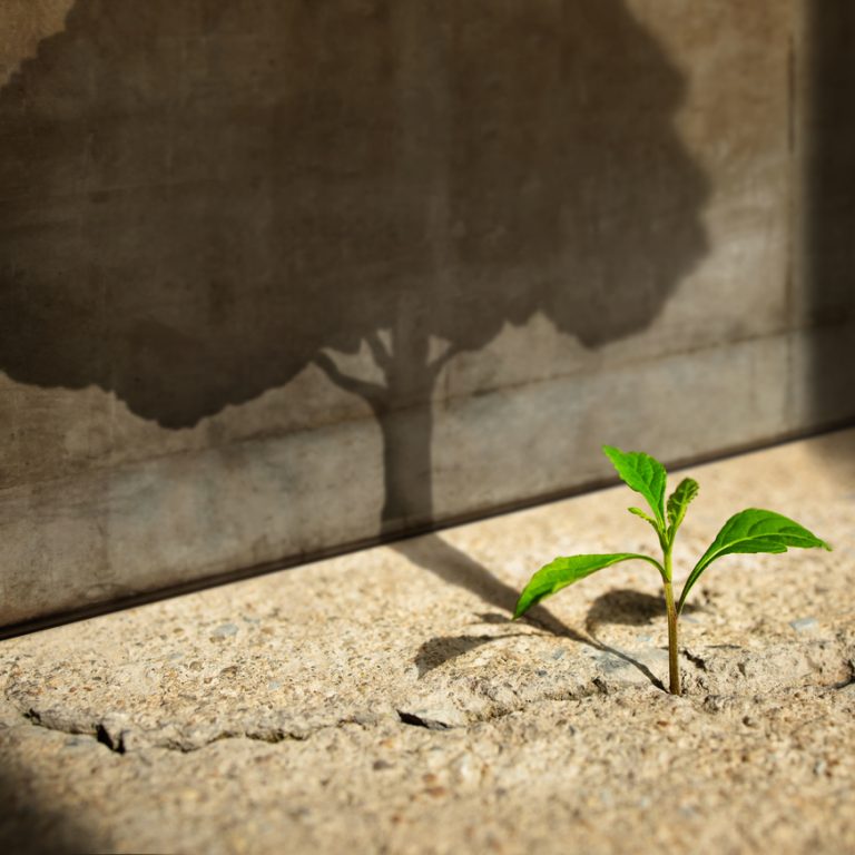 Start, Think Big, Recovery and Challenge in Life or Business Concept.Economic Crisis Symbol.New Green Sprout Plant Growth in Cracked Concrete and Shading a Big Tree Shadow on the Concrete Wall